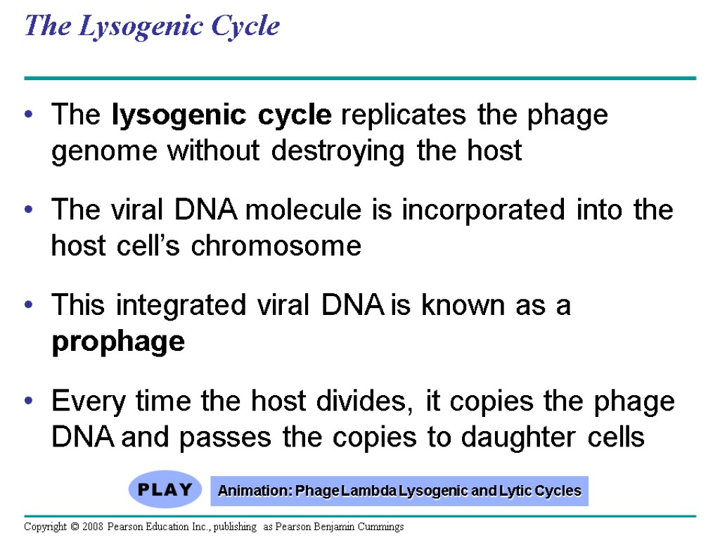 The Lysogenic Cycle The lysogenic cycle replicates the phage genome without destroying the host